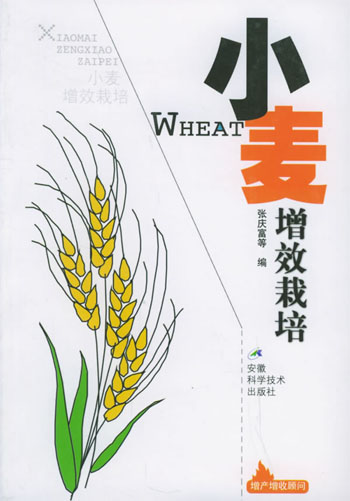 小麦增效栽培