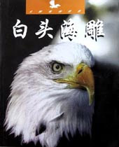 白头海雕