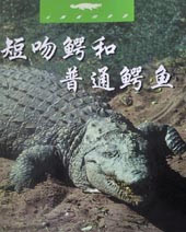 短吻鳄和普通鳄鱼