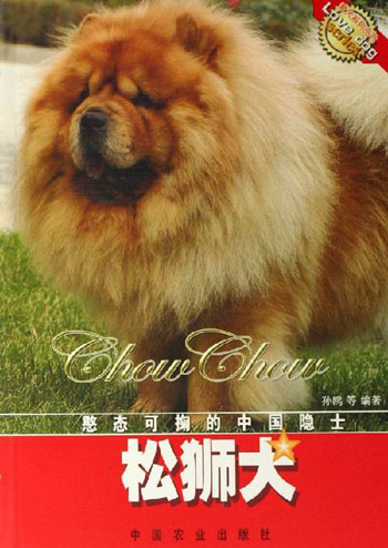 松狮犬-憨态可掬的中国隐士