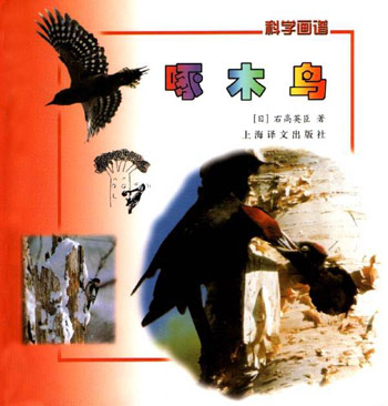 啄木鸟