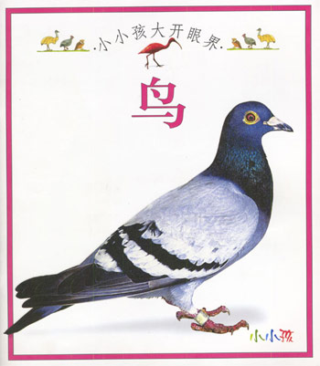 小小孩大开眼界:鸟