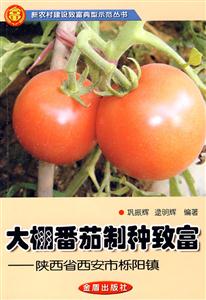 大棚番茄制种致富-陕西省西安市栎阳镇