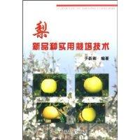 梨新品种实和栽培技术