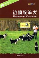 边境牧羊犬