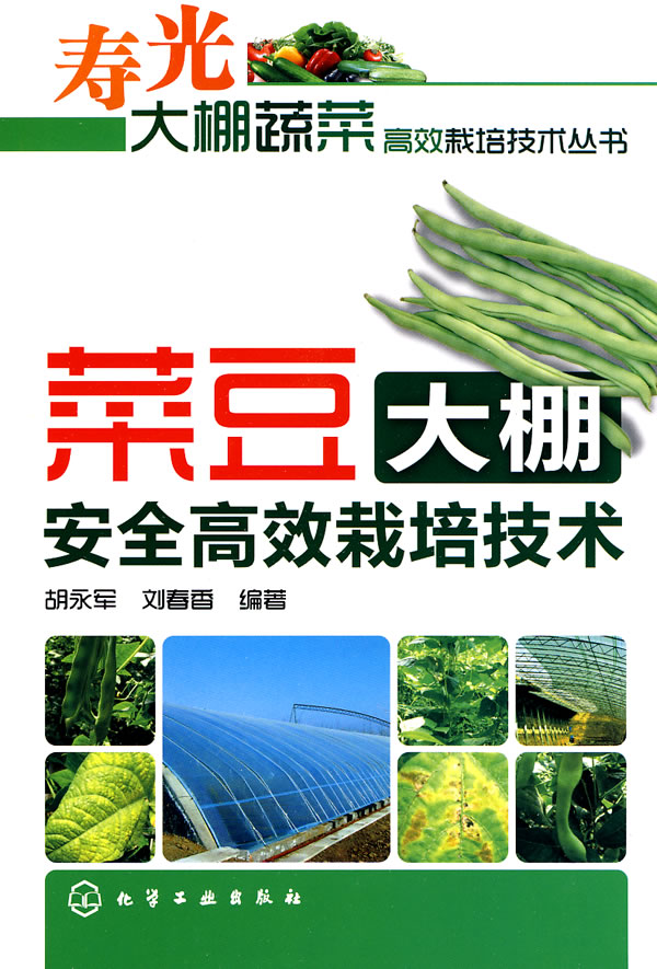 菜豆大棚安全高效栽培技术