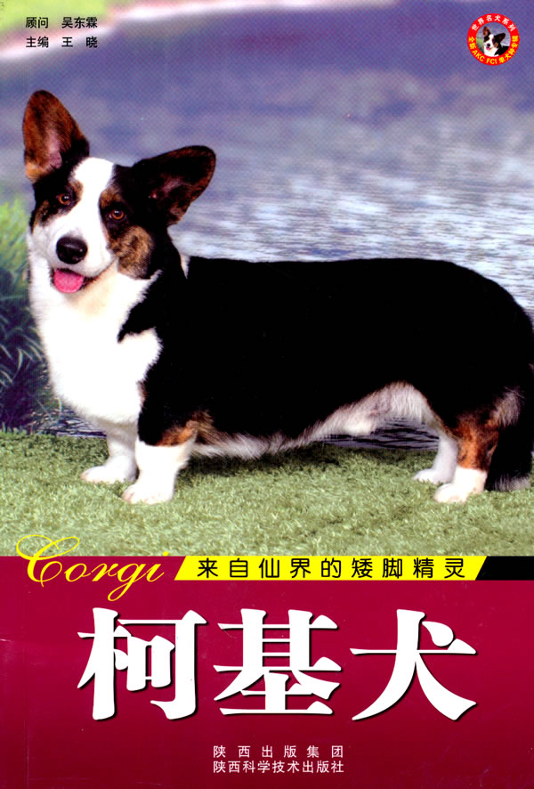 柯基犬