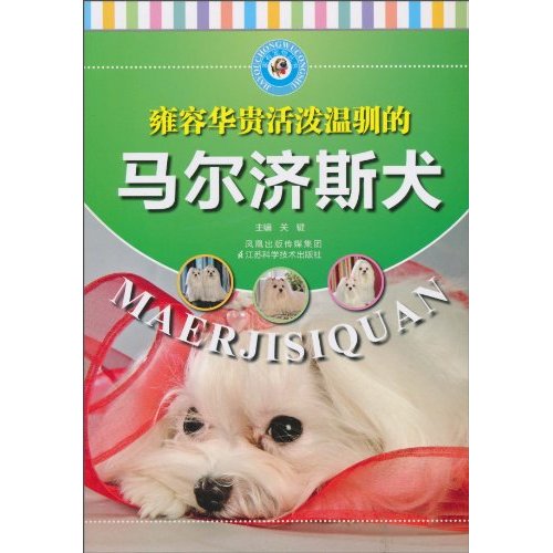 马尔济斯犬
