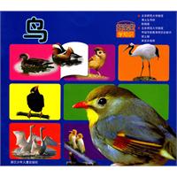 鸟-好宝宝学知识