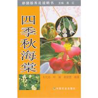 四季秋海棠