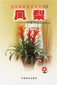 凤梨
