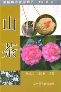 山茶
