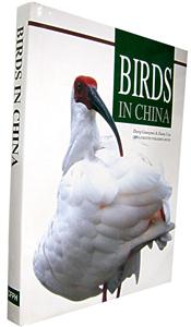 中国野鸟
