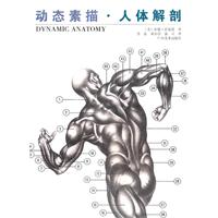 动态素描.人体解剖