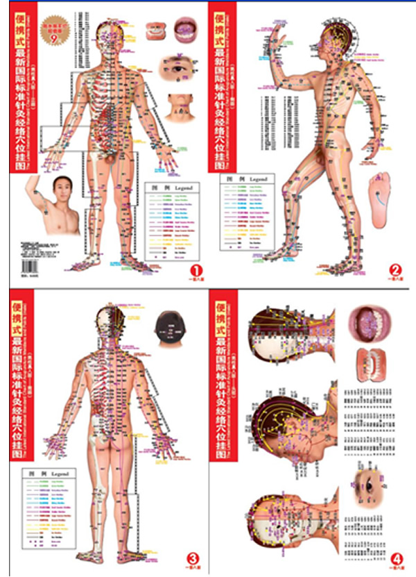 便携式最新国际标准针灸经络穴位挂图-(男性真人版)