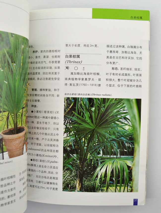 棕榈及其他室内观赏植物