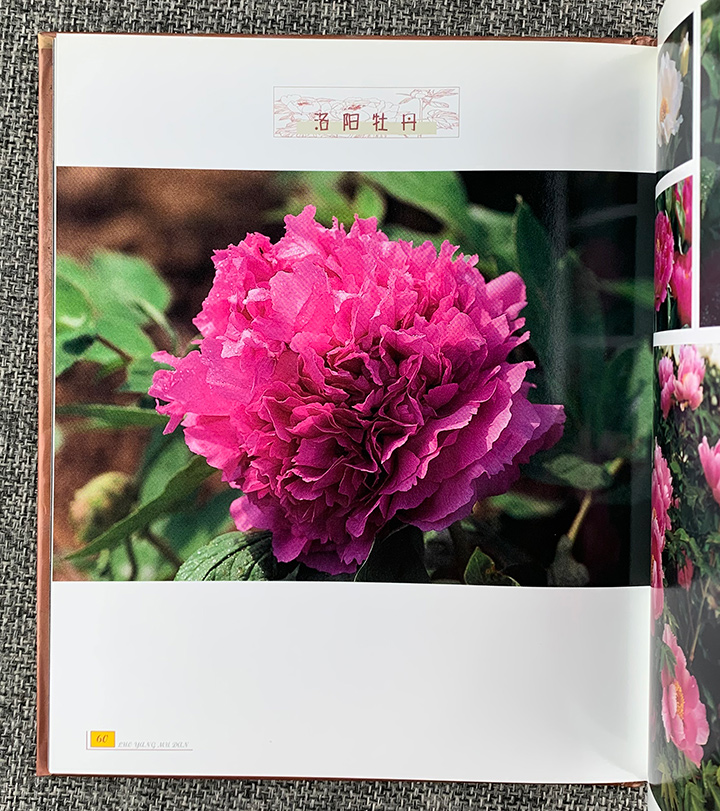 6979016ct01.jpg