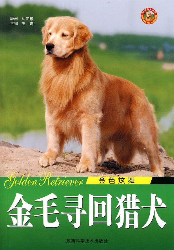金毛寻回猎犬-金色炫舞