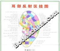 耳部反射区挂图