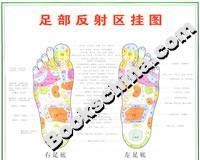 足部反射区挂图
