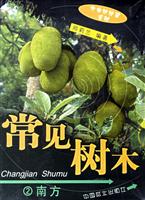 常见树木-2南方