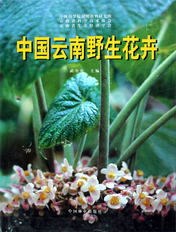 中国云南野生花卉