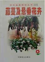 藤蔓及悬垂花卉-技术教育社区