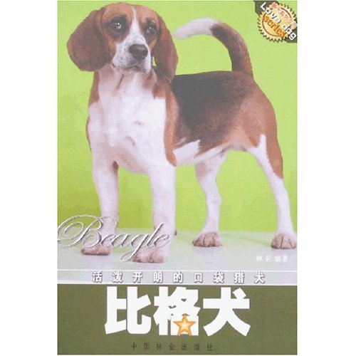 比格犬-活泼开朗的口袋猎犬