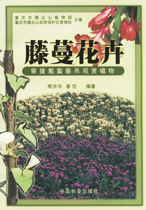 藤蔓花卉:攀援匍匐垂吊观赏植物