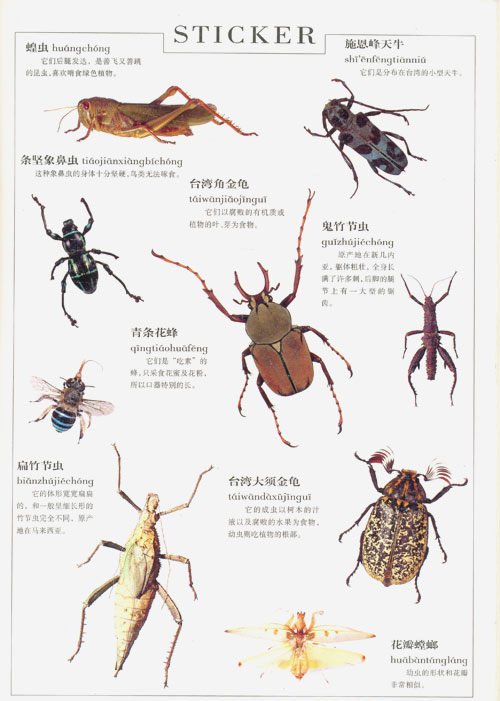 昆虫类大全名字图片