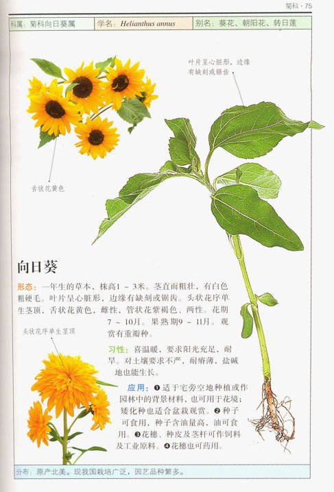 养花图鉴