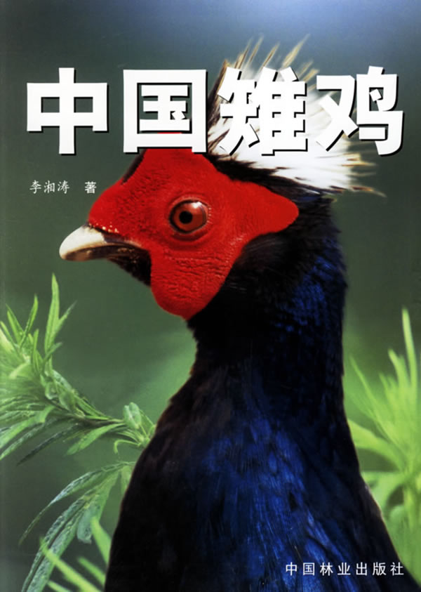 中国雉鸡：中文
